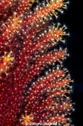 Paramuricea clavata by Vittorio Durante 
